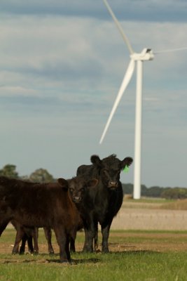 V112 installation, Macarthur Windfarm, Australia