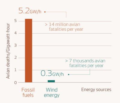 Chart showing avian deaths by fossil fuels and wind energy