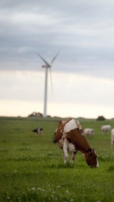 field with turbines and cows in sunset